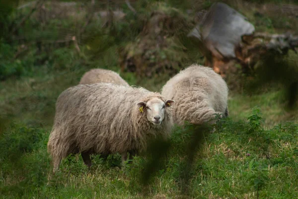 Schafe Weiden Auf Dem Feld — Stockfoto