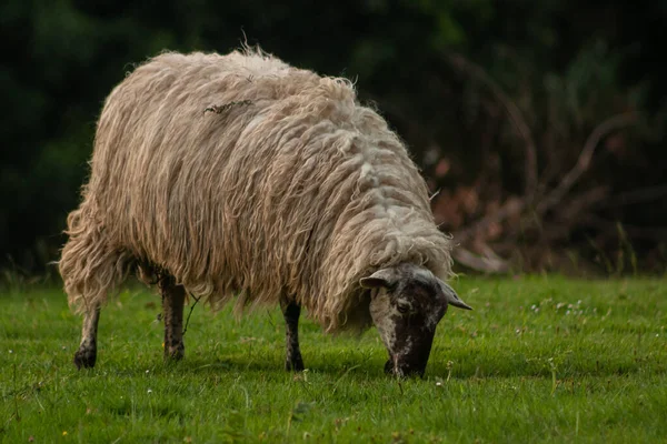 Får Som Betar Ute Fältet — Stockfoto