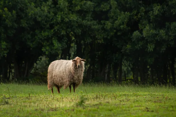 Schafe Weiden Auf Dem Feld — Stockfoto