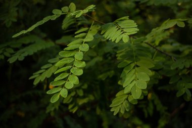 Çalılıktaki yeşil yapraklara yakın.
