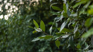 Çalılıktaki yeşil yapraklara yakın.