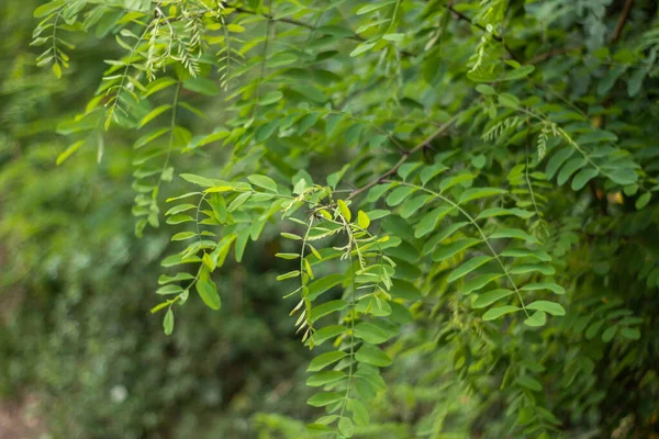 Çalılıktaki yeşil yapraklara yakın.