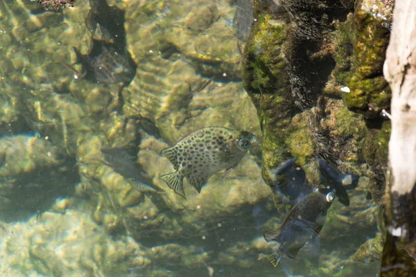 Słynne Atrakcje Krabi Tajlandia — Zdjęcie stockowe