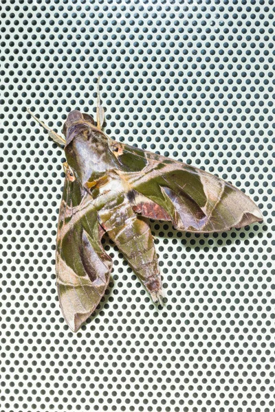 Incontro Naturale Con Oleander Hawkmoth Sotto Una Luce Flash — Foto Stock