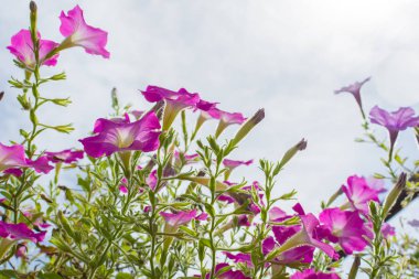 güneş ışığına karşı pembe çiçek çiçeklenme.