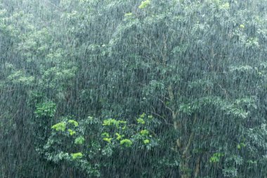 ağır bir gün dışarıda ağaçlar arka plan ile yağmur.