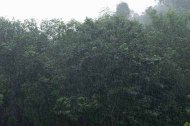 ağır bir gün dışarıda ağaçlar arka plan ile yağmur.