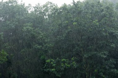 ağır bir gün dışarıda ağaçlar arka plan ile yağmur.