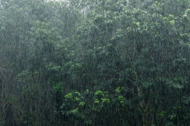 ağır bir gün dışarıda ağaçlar arka plan ile yağmur.