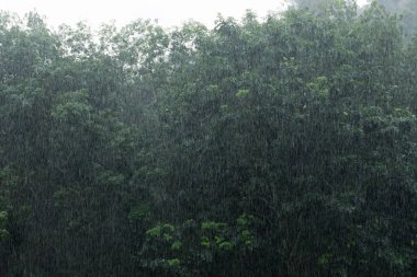 ağır bir gün dışarıda ağaçlar arka plan ile yağmur.