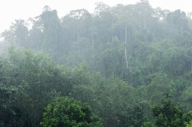 ağır bir gün dışarıda ağaçlar arka plan ile yağmur.