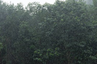 ağır bir gün dışarıda ağaçlar arka plan ile yağmur.