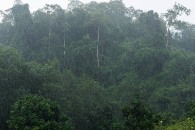 ağır bir gün dışarıda ağaçlar arka plan ile yağmur.