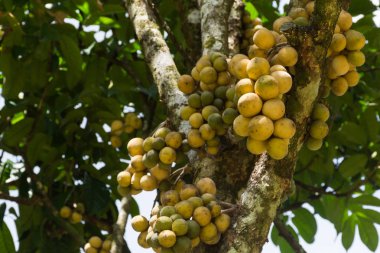 Duku veya Langsat veya Longgong Tayland yerel bir meyvedir.