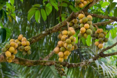 Duku veya Langsat veya Longgong Tayland yerel bir meyvedir.