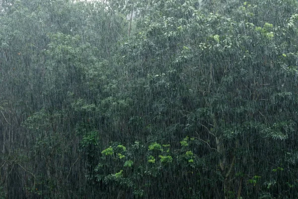 Heavy Raining Day Background Trees — Stock Photo, Image