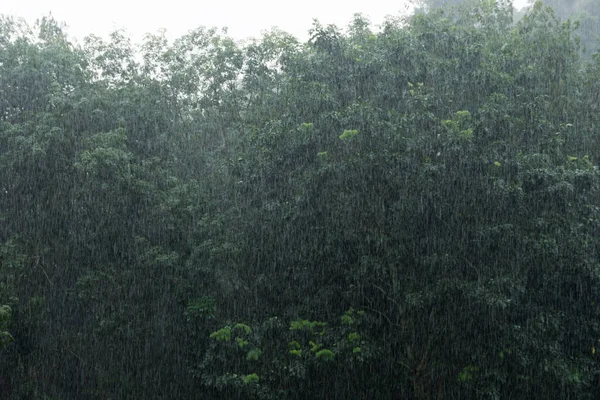 ağır bir gün dışarıda ağaçlar arka plan ile yağmur.