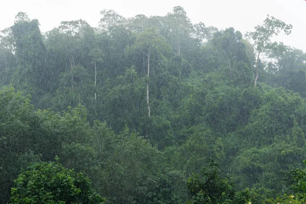 Día Lluvioso Afuera Con Fondo Árboles — Foto de Stock