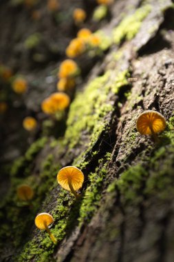 mantar ve moss bir ormandaki bir ağaç üzerinde.