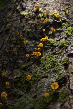 mantar ve moss bir ormandaki bir ağaç üzerinde.
