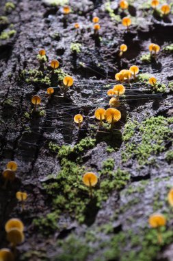 mantar ve moss bir ormandaki bir ağaç üzerinde.