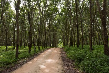 Para-kauçuk lateks için büyüyen bir Stationwagon ağaçlarda.