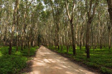 Para-kauçuk lateks için büyüyen bir Stationwagon ağaçlarda.