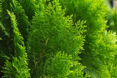 yeşil bir bahçe içinde ağaç yaprakları.