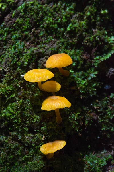 Ciuperci Mușchi Copac Într Pădure — Fotografie, imagine de stoc