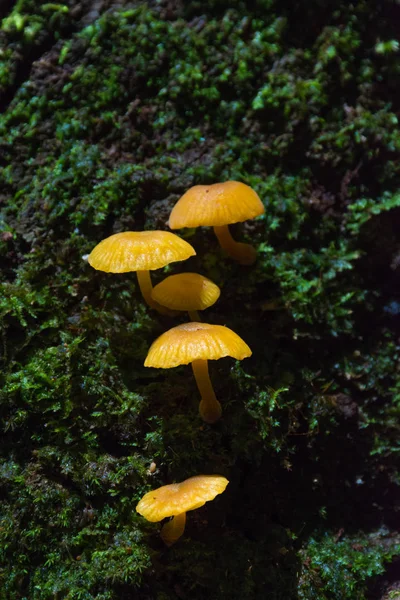 Paddenstoelen Mos Een Boom Een Forest — Stockfoto