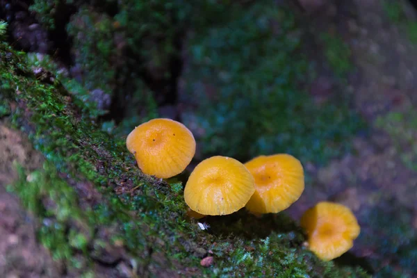 Ciuperci Mușchi Copac Într Pădure — Fotografie, imagine de stoc