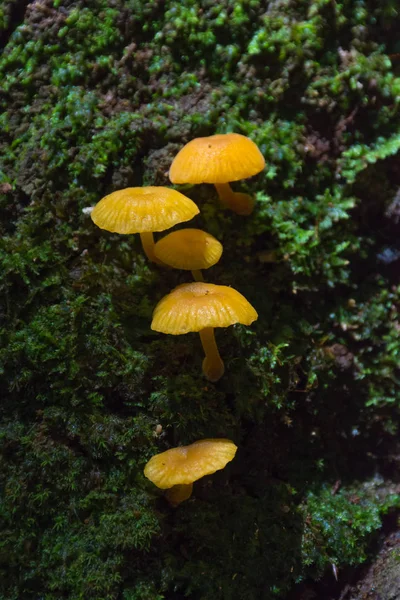 Paddenstoelen Mos Een Boom Een Forest — Stockfoto