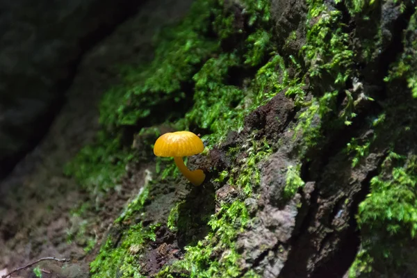 Paddenstoelen Mos Een Boom Een Forest — Stockfoto