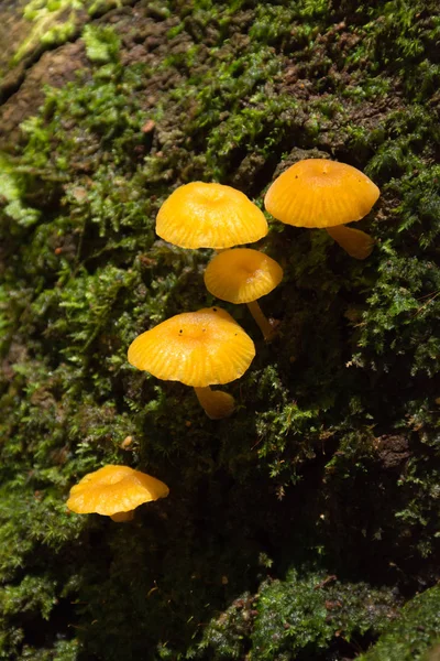 Champignon Mousse Sur Arbre Dans Une Forêt — Photo