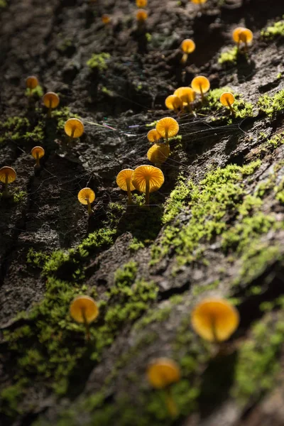 Champignon Mousse Sur Arbre Dans Une Forêt — Photo