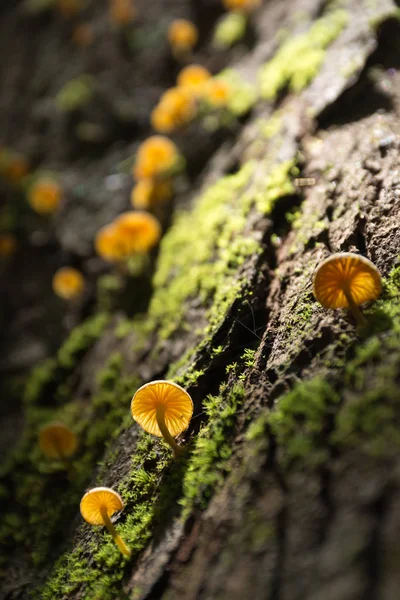 Paddenstoelen Mos Een Boom Een Forest — Stockfoto