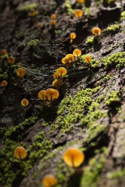 Champignon Mousse Sur Arbre Dans Une Forêt — Photo