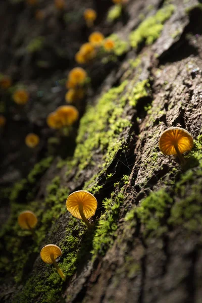 Paddenstoelen Mos Een Boom Een Forest — Stockfoto