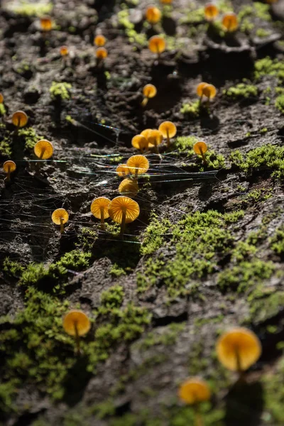 Paddenstoelen Mos Een Boom Een Forest — Stockfoto