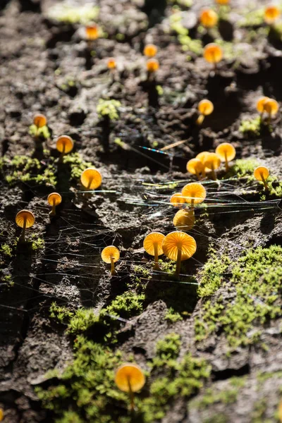 Champignon Mousse Sur Arbre Dans Une Forêt — Photo