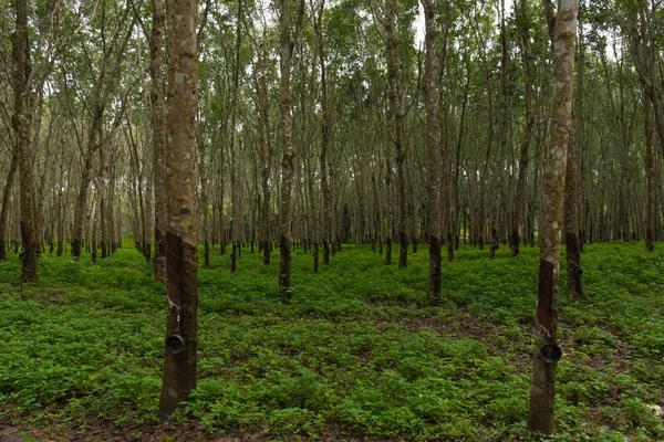 Árboles Para Caucho Una Hacienda Dedicada Látex — Foto de Stock