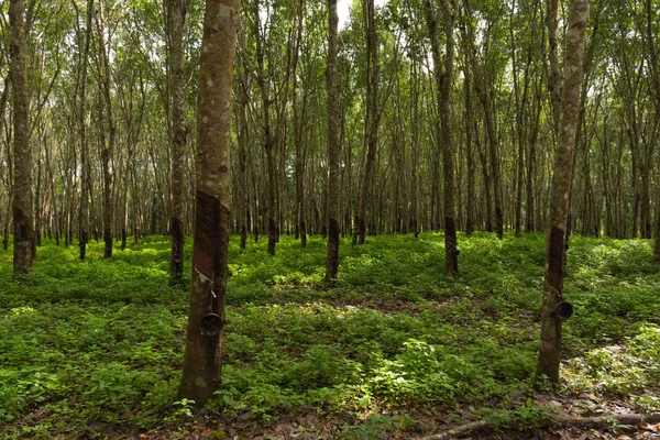 para-rubber trees in an estate growing for latex.