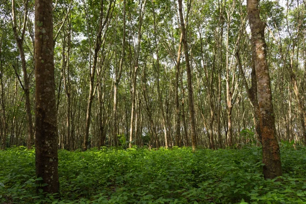 para-rubber trees in an estate growing for latex.