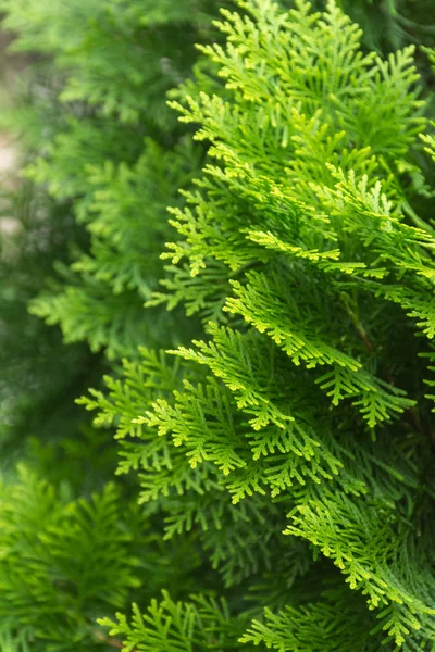 花园中树的绿叶 — 图库照片