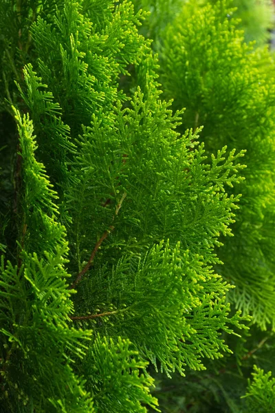 Yeşil Bir Bahçe Içinde Ağaç Yaprakları — Stok fotoğraf