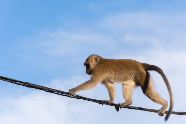 bir tel üzerinde vahşi maymun.