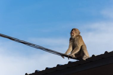 çatı tepesinde vahşi maymun.