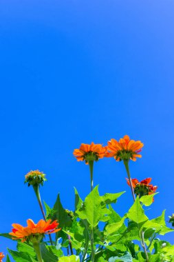 turuncu kasımpatı ve mavi gökyüzü arka plan.