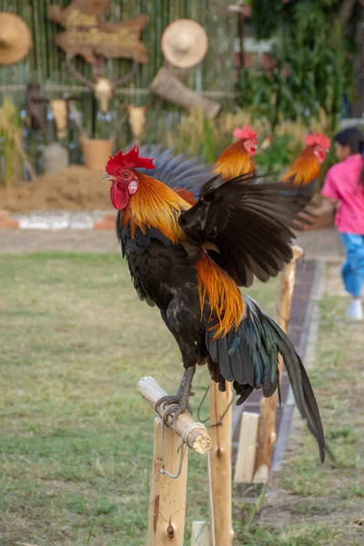 Coq Sur Une Petite Bûche Plein Air Dans Une Pelouse — Photo