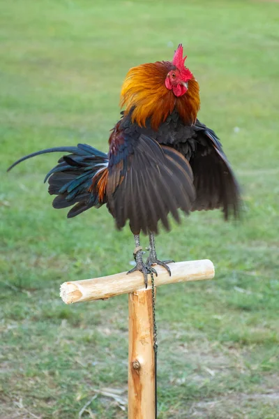 Coq Sur Une Petite Bûche Plein Air Dans Une Pelouse — Photo